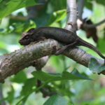 Madagaskar / dr hab. Małgorzata Anna Jóźwiak i prof. dr hab. Marek Jóźwiak