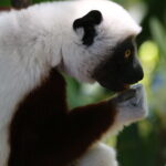 Lemury Madagaskaru / dr hab. Małgorzata Anna Jóźwiak i prof. dr hab. Marek Jóźwiak