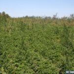 Plantacja konopi indyjskich w powiecie kazimierskim / świętokrzyska policja