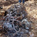 Gmina Opatowiec. Akcja poszukiwawcza szczątków „Liberatora” / Kamil Włosowicz / Radio Kielce