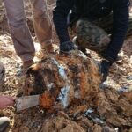 Gmina Opatowiec. Akcja poszukiwawcza szczątków „Liberatora” / Kamil Włosowicz / Radio Kielce