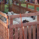 Festyn „Full wypas” w Pińczowie. Główną atrakcją był pokaz strzyżenia owiec / Kamil Włosowicz / Radio Kielce