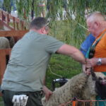 Festyn „Full wypas” w Pińczowie. Główną atrakcją był pokaz strzyżenia owiec / Kamil Włosowicz / Radio Kielce