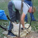 Festyn „Full wypas” w Pińczowie. Główną atrakcją był pokaz strzyżenia owiec / Kamil Włosowicz / Radio Kielce