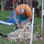 Festyn „Full wypas” w Pińczowie. Główną atrakcją był pokaz strzyżenia owiec / Kamil Włosowicz / Radio Kielce