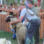 Festyn „Full wypas” w Pińczowie. Główną atrakcją był pokaz strzyżenia owiec / Kamil Włosowicz / Radio Kielce