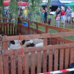 Festyn „Full wypas” w Pińczowie. Główną atrakcją był pokaz strzyżenia owiec / Kamil Włosowicz / Radio Kielce