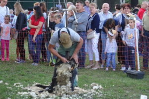 Festyn „Full wypas” w Pińczowie. Główną atrakcją był pokaz strzyżenia owiec / Kamil Włosowicz / Radio Kielce