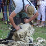 Festyn „Full wypas” w Pińczowie. Główną atrakcją był pokaz strzyżenia owiec / Kamil Włosowicz / Radio Kielce