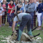 Festyn „Full wypas” w Pińczowie. Główną atrakcją był pokaz strzyżenia owiec / Kamil Włosowicz / Radio Kielce