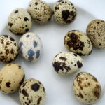 Śniadanie w ogrodzie / Kamil Król / Radio Kielce