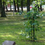 Uroczystości, podczas których upamiętniono żołnierzy Wojska Polskiego i funkcjonariuszy Policji Państwowej, zamordowanych w Katyniu, Charkowie, Twerze i Miednoje / Ewa Pociejowska-Gawęda / Radio Kielce