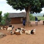 Madagaskar / dr hab. Małgorzata Anna Jóźwiak i prof. dr hab. Marek Jóźwiak