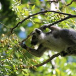 Lemury Madagaskaru / dr hab. Małgorzata Anna Jóźwiak i prof. dr hab. Marek Jóźwiak