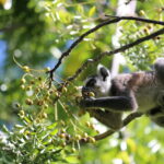 Lemury Madagaskaru / dr hab. Małgorzata Anna Jóźwiak i prof. dr hab. Marek Jóźwiak