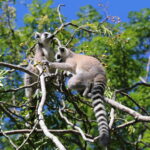 Lemury Madagaskaru / dr hab. Małgorzata Anna Jóźwiak i prof. dr hab. Marek Jóźwiak