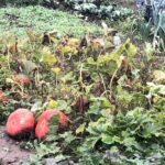 Sandomierz. Dzień Działkowca / Grażyna Szlęzak - Wójcik / Radio Kielce