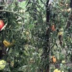 Sandomierz. Dzień Działkowca / Grażyna Szlęzak - Wójcik / Radio Kielce