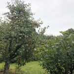 Sandomierz. Dzień Działkowca / Grażyna Szlęzak - Wójcik / Radio Kielce