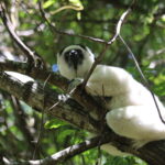 Lemury Madagaskaru / dr hab. Małgorzata Anna Jóźwiak i prof. dr hab. Marek Jóźwiak