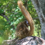 Lemury Madagaskaru / dr hab. Małgorzata Anna Jóźwiak i prof. dr hab. Marek Jóźwiak