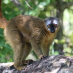 Lemury Madagaskaru / dr hab. Małgorzata Anna Jóźwiak i prof. dr hab. Marek Jóźwiak
