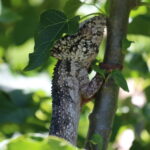 Madagaskar / dr hab. Małgorzata Anna Jóźwiak i prof. dr hab. Marek Jóźwiak