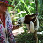 Lemury Madagaskaru / dr hab. Małgorzata Anna Jóźwiak i prof. dr hab. Marek Jóźwiak