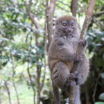 Lemury Madagaskaru / dr hab. Małgorzata Anna Jóźwiak i prof. dr hab. Marek Jóźwiak