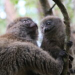 Lemury Madagaskaru / dr hab. Małgorzata Anna Jóźwiak i prof. dr hab. Marek Jóźwiak