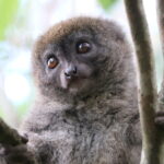 Lemury Madagaskaru / dr hab. Małgorzata Anna Jóźwiak i prof. dr hab. Marek Jóźwiak