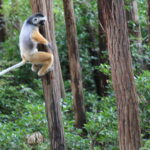 Lemury Madagaskaru / dr hab. Małgorzata Anna Jóźwiak i prof. dr hab. Marek Jóźwiak