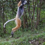 Lemury Madagaskaru / dr hab. Małgorzata Anna Jóźwiak i prof. dr hab. Marek Jóźwiak