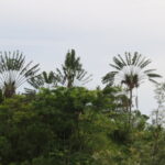 Madagaskar / dr hab. Małgorzata Anna Jóźwiak i prof. dr hab. Marek Jóźwiak