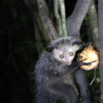 Lemury Madagaskaru / dr hab. Małgorzata Anna Jóźwiak i prof. dr hab. Marek Jóźwiak