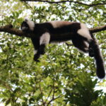 Lemury Madagaskaru / dr hab. Małgorzata Anna Jóźwiak i prof. dr hab. Marek Jóźwiak