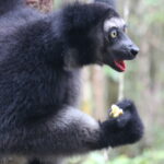 Lemury Madagaskaru / dr hab. Małgorzata Anna Jóźwiak i prof. dr hab. Marek Jóźwiak