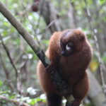 Lemury Madagaskaru / dr hab. Małgorzata Anna Jóźwiak i prof. dr hab. Marek Jóźwiak