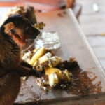 Lemury Madagaskaru / dr hab. Małgorzata Anna Jóźwiak i prof. dr hab. Marek Jóźwiak