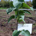 Nasadzanie magnolii w ogrodzie botanicznym w Kielcach / Kamil Król / Radio Kielce