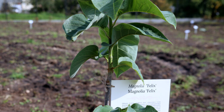 Nasadzanie magnolii w ogrodzie botanicznym w Kielcach / Kamil Król / Radio Kielce