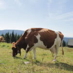 Muzyczne podróże. Czechy / Jakub Juszyński / Radio Kielce