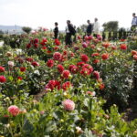 01.09.2018 Kielce. Delegacje z miast partnerskich Kielc zwiedzają ogród botaniczny / Jarosław Kubalski / Radio Kielce