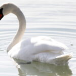 Spacer po Veszprem / Krzysztof Bujnowicz / Radio Kielce