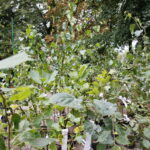 100 tysięcy drzew na 100-lecie odzyskania niepodległości Polski / Marzena Mąkosa / Radio Kielce