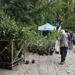 100 tysięcy drzew na 100-lecie odzyskania niepodległości Polski / Marzena Mąkosa / Radio Kielce