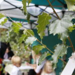 100 tysięcy drzew na 100-lecie odzyskania niepodległości Polski / Marzena Mąkosa / Radio Kielce