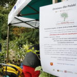 100 tysięcy drzew na 100-lecie odzyskania niepodległości Polski / Marzena Mąkosa / Radio Kielce