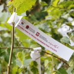 100 tysięcy drzew na 100-lecie odzyskania niepodległości Polski / Marzena Mąkosa / Radio Kielce