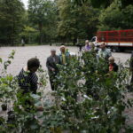 100 tysięcy drzew na 100-lecie odzyskania niepodległości Polski / Marzena Mąkosa / Radio Kielce